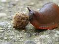 The Slug pt2