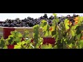 Vendimias 2011 Pardilla - Ribera del Duero