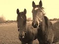 foals 2007