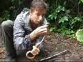 videos de Eyelash viper