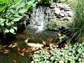 Pond Fish Feeding (Goldfish and Koi) Pond Fish Feeding (Goldfish and Koi)