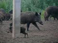 wild boars