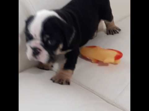 Snickers the English Bulldog Puppy