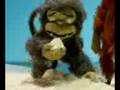 macaco tarado