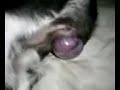 Shih Tzu labor 2
