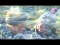 videoTVJ schaatsen Gennep 2008