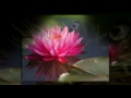 Send Flowers Online or Find Local Florist