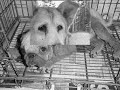 it's a dogs life.wmv
