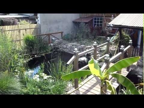 Koi Karpfen.mp4