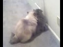 CAT FIGHT Cotton vs Sky- 2