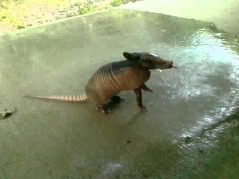 ARMADILLO