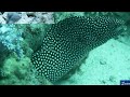 Click here to watch this video Seaman Diving - Mauritius