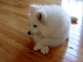 Atka puppy compilation