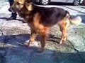 lOBA APOS 10 SESSOES Fisioterapia Veterinaria.3gp