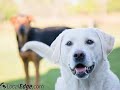 A Country Veterinary Clinic Wilmington