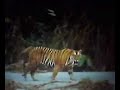 Lion and Tiger compared Lion and Tiger compared