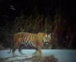 Lion and Tiger compared