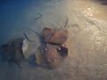 Rays Feeding In Maldives