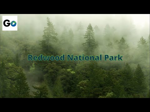 redwood - Redwood, California -- Home to the tallest trees on earth. Buy the complete 58 National Parks on DVD: http://amzn.to/11dLm7S.