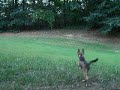 More Fetch