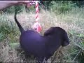 Opowieść o Jamniczku Kadirim