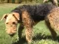 Airedale Heaven Airedale Heaven