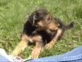 Airedale Terrier video