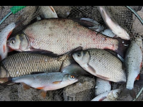 Рыбы, живущие в реках Урала Рыбы, живущие в реках Урала