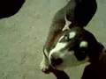 perritos tiernos