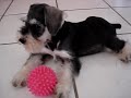 Belinha,uma bela mini schnauzer