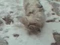 Charlie & Molly in the snow Charlie & Molly in the snow