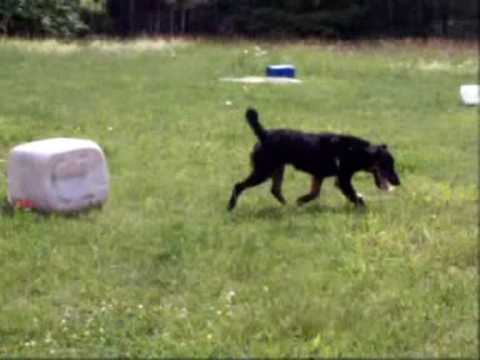 jagd terrier