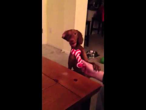 Un cane a cui non piace un giocattolo Un cane a cui non piace un giocattolo