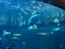 Al Mahara - In side the underwater restaurant Al Mahara at the Burj Al Arab hotel in Dubai.