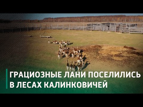 Ещё 110 ланей переехало на ПМЖ в Калинковичский район видео