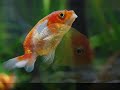 Lion Head Goldfish Lion Head Goldfish