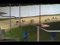 Valentia Citrate (Shelbourne Park 05-MAR-2005)