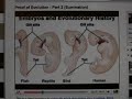 Don Exodus: wrong on gill slits on human embryos?