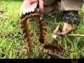 Centipede
