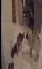 my-kitten-and-pugs-tugoflove.html