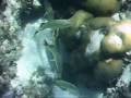 BSA Seabase Snorkeling High Adventure Boy Scouts