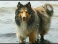 nos amis les animaux