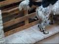 pablo il gatto matto e paco il nuovo arivo