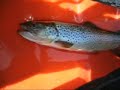 Nice trout in Emotion kayak. Fly fishing Nice trout in Emotion kayak. Fly fishing