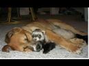 this is the cutest thing i have ever seen