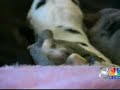 One Ben Lomond Family Received 19 Puppies This Christmas One Ben Lomond Family Received 19 Puppies This Christmas