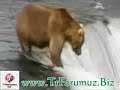 Ay?n?n Somon Av?n? Bak?n Kim Engelledi-TrForumuz.Biz