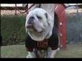 UGA VI from the Georgia Black Out vs. Auburn 2007