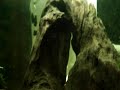 POLYPTERUS 18 CM AQUARIO COMUNITÁRIO