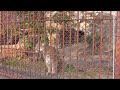 ピューマの鳴き声(東山動物園)Cougar's voice ピューマ